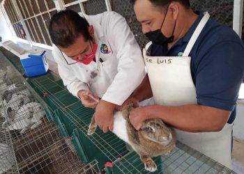 ESPECIALISTA DE LA UABCS PARTICIPARÁ EN ENCUENTRO NACIONAL DE CUNICULTURA