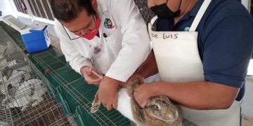 ESPECIALISTA DE LA UABCS PARTICIPARÁ EN ENCUENTRO NACIONAL DE CUNICULTURA