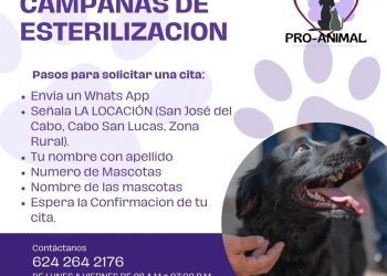 INVITA DIRECCIÓN MUNICIPAL DE SALUD A PARTICIPAR EN EL PROGRAMA DE ESTERILIZACIÓN GRATUITA DE PERROS Y GATOS EN LOS CABOS