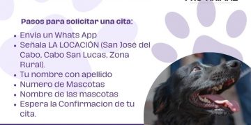 INVITA DIRECCIÓN MUNICIPAL DE SALUD A PARTICIPAR EN EL PROGRAMA DE ESTERILIZACIÓN GRATUITA DE PERROS Y GATOS EN LOS CABOS