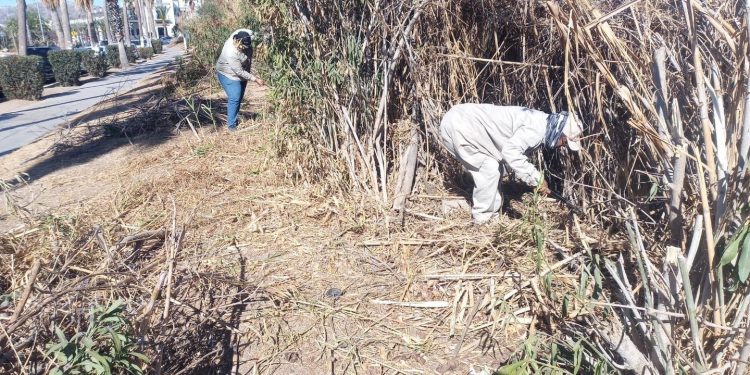SERVICIOS PÚBLICOS CONTINÚA CON TRABAJOS DE LEVANTAMIENTO DE BASURA Y RAMAS EN PANTEONES DE LOS CABOS