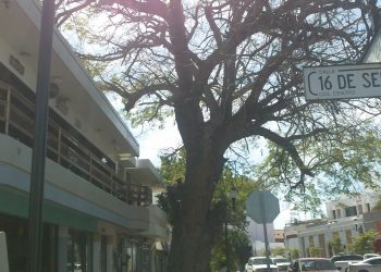 SE ENCUENTRA DESAPAROVECHADO COMO UN ATRACTIVO TURISTICO NATURAL DE  NUESTRA CIUDAD EL CENTENARIO ARBOL DE PAROTA EN EL ANTIGUO BARRIO CHINO