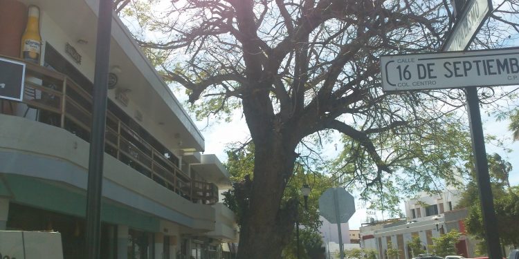 SE ENCUENTRA DESAPAROVECHADO COMO UN ATRACTIVO TURISTICO NATURAL DE  NUESTRA CIUDAD EL CENTENARIO ARBOL DE PAROTA EN EL ANTIGUO BARRIO CHINO