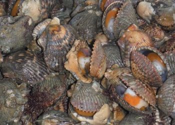 INICIA PERIODO DE CAPTURA DE ALMEJA CATARINA EN COMPLEJO LAGUNAR BAHÍA MAGDALENA