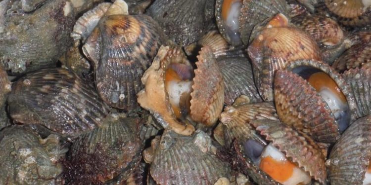 INICIA PERIODO DE CAPTURA DE ALMEJA CATARINA EN COMPLEJO LAGUNAR BAHÍA MAGDALENA