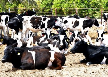 REANUDA ISC ACTIVIDADES DEL FORO DE LA ALEGRÍA