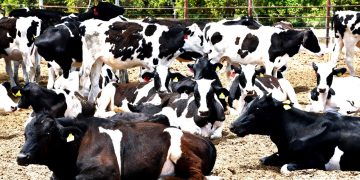 REANUDA ISC ACTIVIDADES DEL FORO DE LA ALEGRÍA