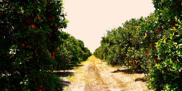 SEDIF LANZA CONVOCATORIA PARA ESCUELA DE REHABILITACIÓN DE LA PAZ