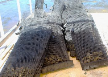 INICIAN PREPARATIVOS PARA EXPOCIENCIA SUDCALIFORNIANA 2024, FASE MUNICIPAL