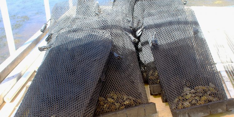 INICIAN PREPARATIVOS PARA EXPOCIENCIA SUDCALIFORNIANA 2024, FASE MUNICIPAL