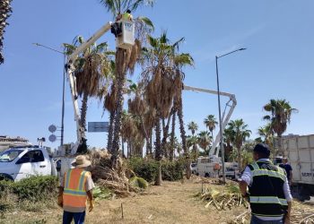 TRABAJAN SERVICIOS PÚBLICOS MUNICIPALES Y LA CFE EN EL MANTENIMIENTO DE LOS CAMELLONES CENTRALES DE LA CARRETERA TRANSPENINSULAR