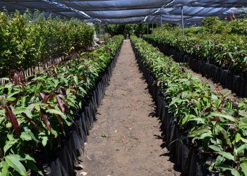 ENCABEZA GOBERNADOR DE BCS, SESIÓN ORDINARIA DEL CONSEJO DE ADMINISTRACIÓN DE LA JEC