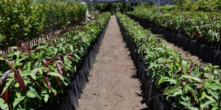 ENCABEZA GOBERNADOR DE BCS, SESIÓN ORDINARIA DEL CONSEJO DE ADMINISTRACIÓN DE LA JEC