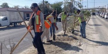 IMPLEMENTÓ SERVICIOS PÚBLICOS EL RIEGO SISTEMÁTICO DE ÁREAS VERDES, EN CAMELLONES CENTRALES DE LOS CABOS.