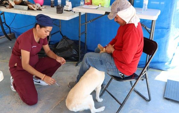 COORDINAN EL GOBIERNO DE LOS CABOS Y LA SECRETARÍA DE SALUD EL ARRANQUE DE LA JORNADA DE VACUNACIÓN ANTIRRÁBICA 2024.