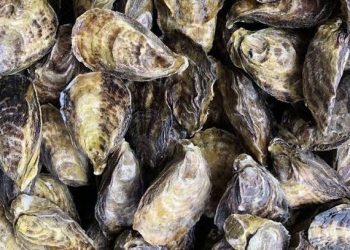 PRESENTARÁN OBRA TEATRAL “FUGA EN OCTUBRE ROJO”