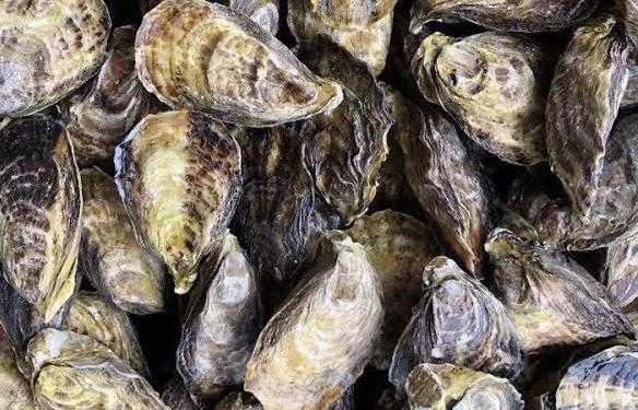 PRESENTARÁN OBRA TEATRAL “FUGA EN OCTUBRE ROJO”