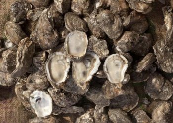 RECIBE BCS ESCÁNERES PÓRTATILES DE HUELLAS DACTILARES PARA IDENTIFICACIÓN HUMANA