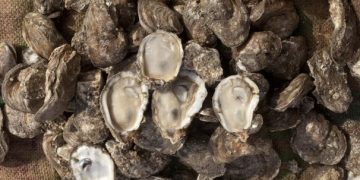 RECIBE BCS ESCÁNERES PÓRTATILES DE HUELLAS DACTILARES PARA IDENTIFICACIÓN HUMANA