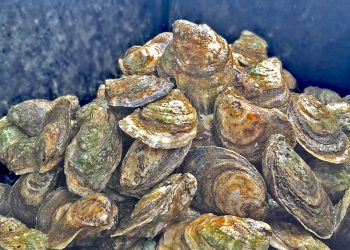 REANUDA COEPRIS EXTRACCIÓN DE MOLUSCOS BIVALVOS EN PUERTO ADOLFO LÓPEZ MATEOS