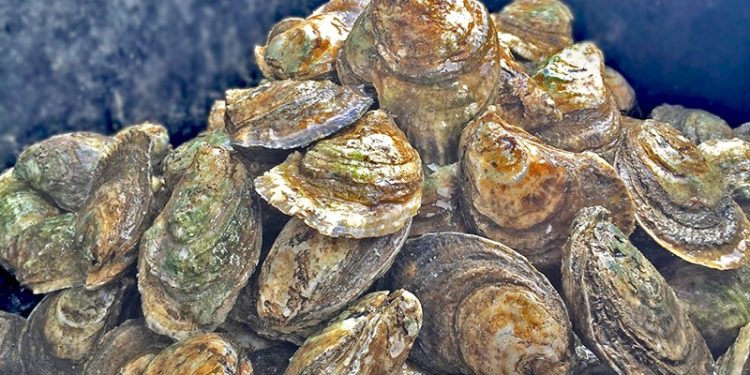 REANUDA COEPRIS EXTRACCIÓN DE MOLUSCOS BIVALVOS EN PUERTO ADOLFO LÓPEZ MATEOS