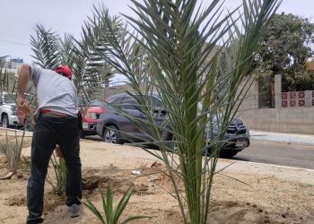 PROGRAMA DE RECUPERACIÓN Y CREACIÓN DE ÁREAS VERDES URBANAS: GOBIERNO DE LOS CABOS