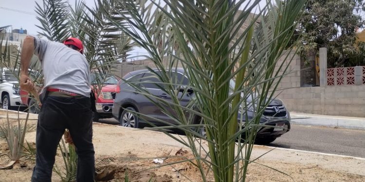 PROGRAMA DE RECUPERACIÓN Y CREACIÓN DE ÁREAS VERDES URBANAS: GOBIERNO DE LOS CABOS