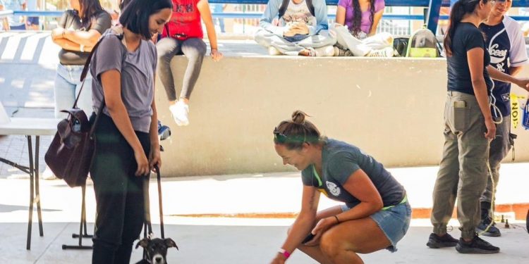 SE REALIZARON 347 ESTERILIZACIONES DE MASCOTAS EN CAMPAÑA DE ESTERILIZACIÓN EN EL MUNICIPIO DE LOS CABOS