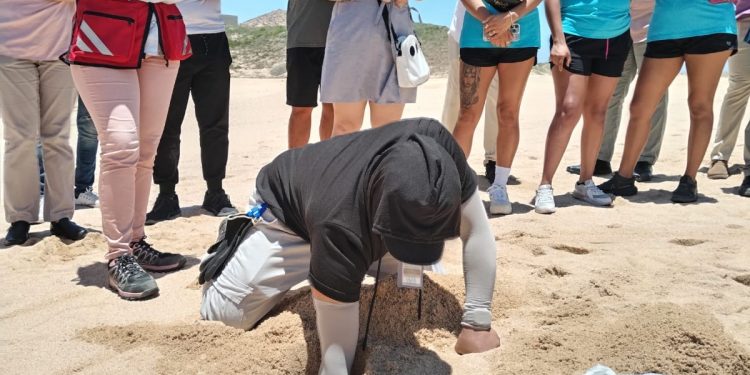 CON MOTIVO DEL DÍA MUNDIAL DE LAS TORTUGAS INFORMA GOBIERNO MUNICIPAL QUE EL PROGRAMA DE PROTECCIÓN A TORTUGA MARINA EN EL MUNICIPIO DE LOS CABOS CONTEMPLA 130 KILÓMETROS DE LITORAL