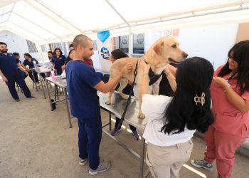UABCS SE SUMA A JORNADA NACIONAL DE VACUNACIÓN ANTIRRABICA CANINA Y FELINA 2024