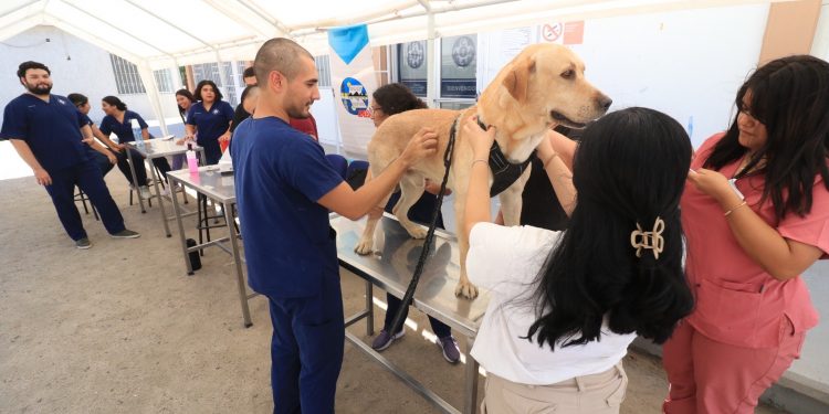 UABCS SE SUMA A JORNADA NACIONAL DE VACUNACIÓN ANTIRRABICA CANINA Y FELINA 2024
