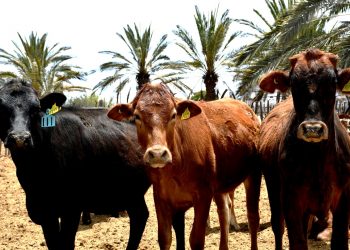 DELEGACIÓN BCS GANAN MEDALLAS DE PLATINO Y BRONCE EN INFOMATRIX IBEROAMÉRICA