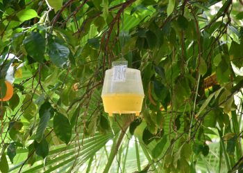 CAPACITAN A PERSONAL DE ISIPD, A TRAVÉS DE CURSO-TALLER PARA ATENCIÓN A PERSONAS CON DISCAPACIDAD