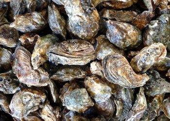 RESULTADO DEL TRABAJO ENTRE COLECTIVOS DE BÚSQUEDA, FAMILIARES Y AUTORIDADES LOCALIZAN FOSAS