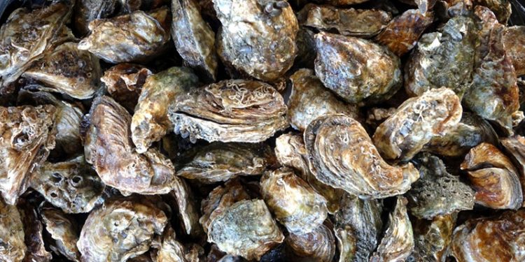 RESULTADO DEL TRABAJO ENTRE COLECTIVOS DE BÚSQUEDA, FAMILIARES Y AUTORIDADES LOCALIZAN FOSAS