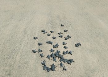 LIBERAN LAS PRIMERAS CRÍAS DE TORTUGA GOLFINA DE LA TEMPORADA 2024.