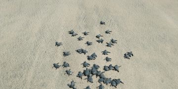 LIBERAN LAS PRIMERAS CRÍAS DE TORTUGA GOLFINA DE LA TEMPORADA 2024.