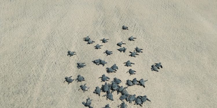LIBERAN LAS PRIMERAS CRÍAS DE TORTUGA GOLFINA DE LA TEMPORADA 2024.