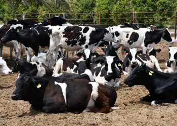 CAPACITA SEDIF A PERSONAL DEL CENTRO ASISTENCIAL INFANTIL LOMA LINDA