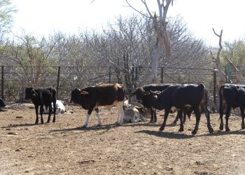 PRESENTARÁN EN EL TEATRO DE LA CIUDAD NOCHE MUSICAL “MEXITANGO 2”