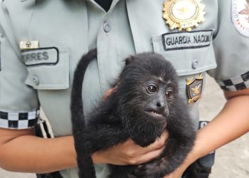 EN TABASCO, GUARDIA NACIONAL RESCATA A MONO SARAGUATO O AULLADOR, OFRECIDO A LA VENTA A UN COSTADO DE LA CARRETERA