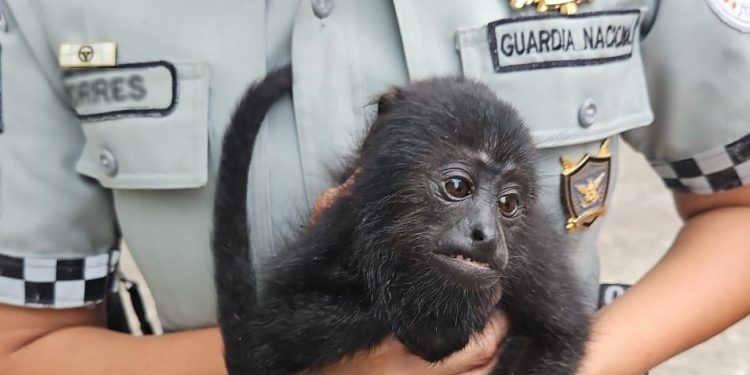 EN TABASCO, GUARDIA NACIONAL RESCATA A MONO SARAGUATO O AULLADOR, OFRECIDO A LA VENTA A UN COSTADO DE LA CARRETERA
