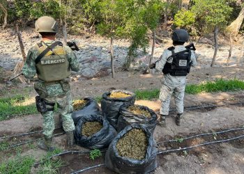 EN MICHOACÁN, GN Y EJÉRCITO MEXICANO LOCALIZAN SECADERO DE APARENTE MARIHUANA E INCINERAN 78 KILOS DEL ENERVANTE