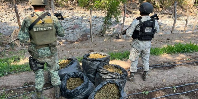 EN MICHOACÁN, GN Y EJÉRCITO MEXICANO LOCALIZAN SECADERO DE APARENTE MARIHUANA E INCINERAN 78 KILOS DEL ENERVANTE