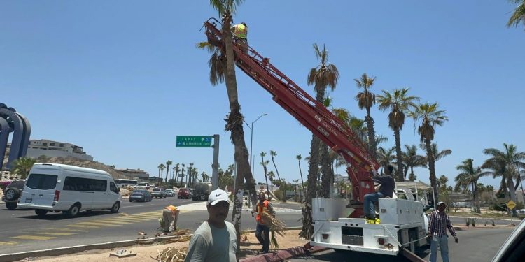 SERVICIOS PÚBLICOS Y MIEMBROS DE LA INICIATIVA PRIVADA REALIZARON LIMPIEZA EN EL CORREDOR TURÍSTICO EN SAN JOSÉ DEL CABO