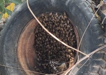 COORDINACIÓN DE VIDA SILVESTRE HA RESPONDIDO A MÁS DE 10 REPORTES DE ENJAMBRES DE ABEJA EN LA RIBERA