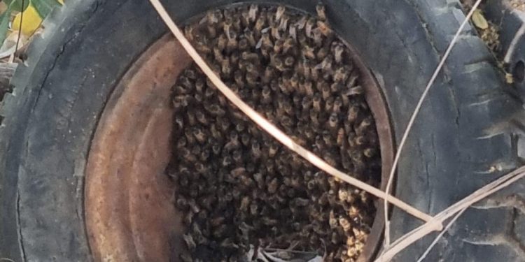 COORDINACIÓN DE VIDA SILVESTRE HA RESPONDIDO A MÁS DE 10 REPORTES DE ENJAMBRES DE ABEJA EN LA RIBERA