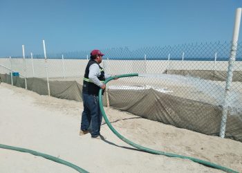 PERSONAL DEL PROGRAMA MUNICIPAL DE PROTECCIÓN A LA TORTUGA MARINA REALIZÓ ACCIONES DE RIEGO EN CORRAL DE ANIDACIÓN EN SJC