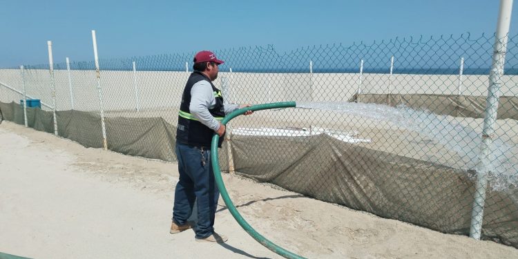 PERSONAL DEL PROGRAMA MUNICIPAL DE PROTECCIÓN A LA TORTUGA MARINA REALIZÓ ACCIONES DE RIEGO EN CORRAL DE ANIDACIÓN EN SJC
