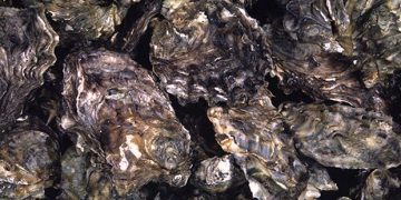 COEPRIS CIERRA PRECAUTORIAMENTE LA EXTRACCIÓN DE MOLUSCOS BIVALVOS EN ESTEROS EL CARDÓN Y COYOTE
